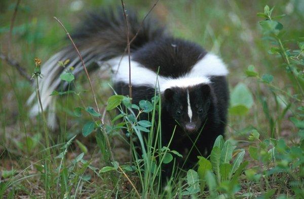 Skunks