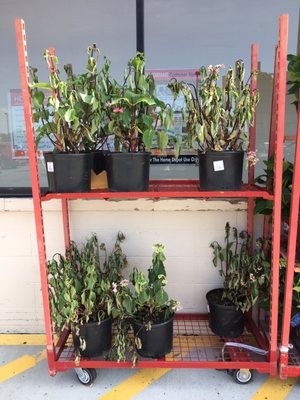 Dead plants for sale!