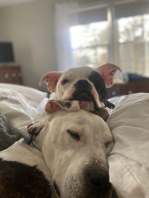 Milo (bottom) and Petey relaxing with Alyssa!