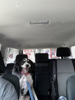 Seven the Bernedoodle with her summer cut!