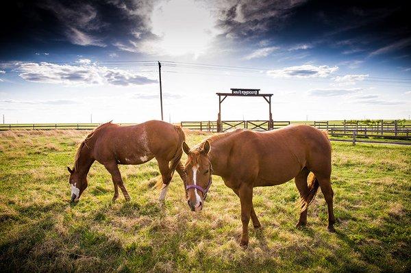 Just horsin' around....