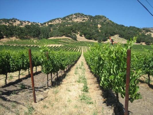 Wine Tasting Events in Stags Leap Area, Napa, CA