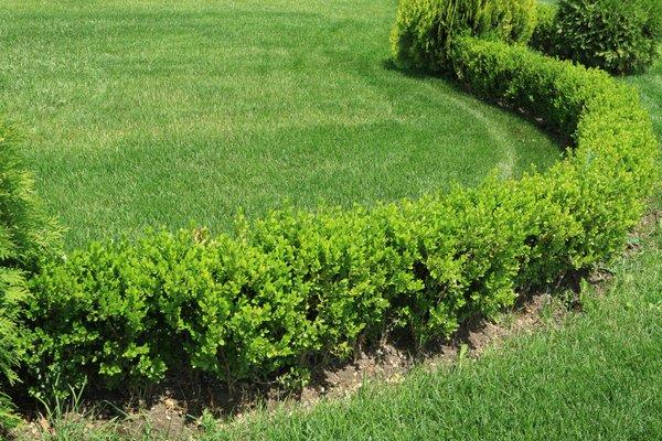 R & R Lawn Shrub & Tree Services