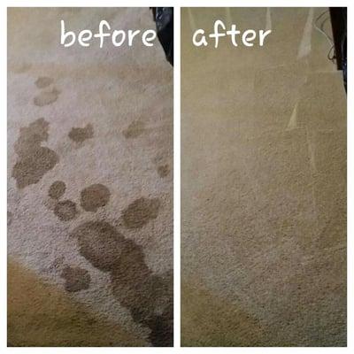 Carpet Cleaning pet issues? No problem