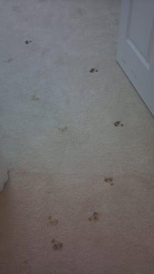 This is a before shot of what happens to carpeting when a dog steps in his own poop and tracks through the house. See the after!