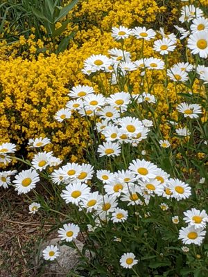 Flowers of Spring