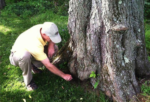 One of our tree experts examining the root flare for potential problems.