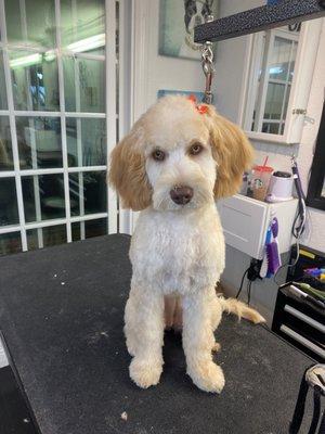 puppy's first groom!