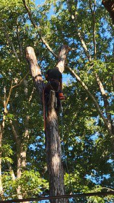 Removing trees in Carrolton Ga