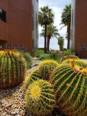 There are several xeriscapes on the property