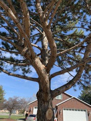 Pine tree thinning all dead branches