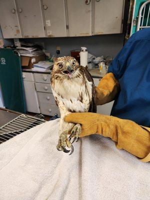 A little female red tail hawk is getting her wing fixed :)