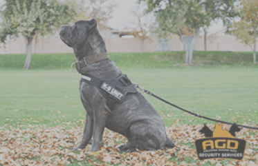 We are ready to help you protect your property or business. We provide professionally trained security guard dogs! Get your quote today! ‍