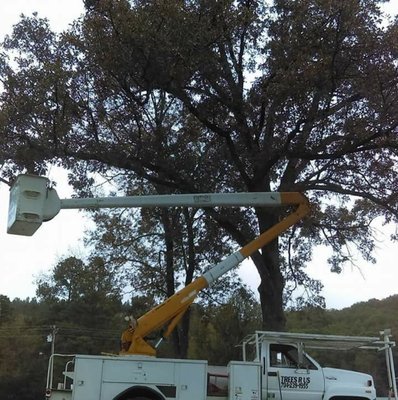 Trees R Us Tree Service