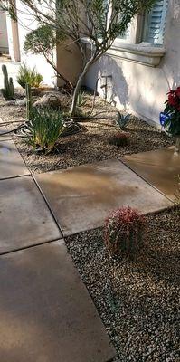 Install of 2 red barrel cactus