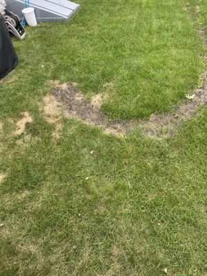 This is an example of Groundhogs turf care. 8 weeks after they "fixed" it