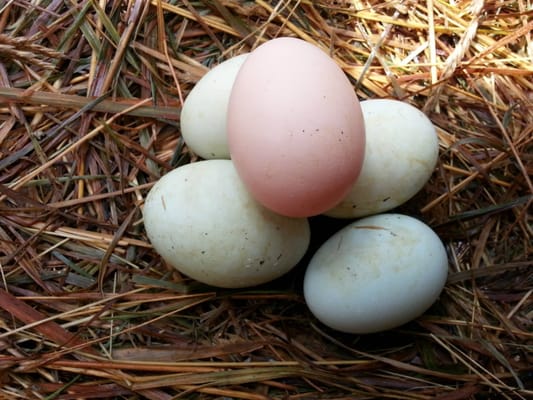 Fresh farm eggs I bought they look like Easter eggs