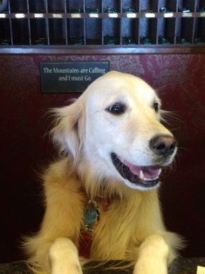 Our Manager's Golden Retriever.  She loves everyone!