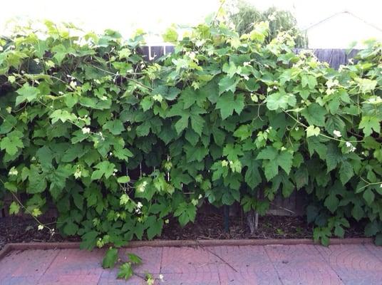 Second patio with grapevines. The tenants took good care of them.