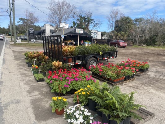 Beautiful plants at a discount price