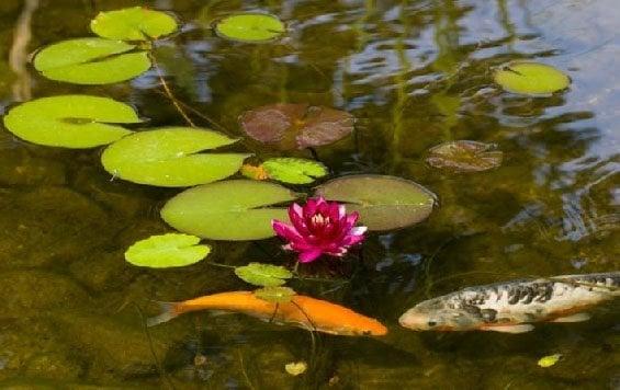 Koi ponds!  Less maintenance than a pool.