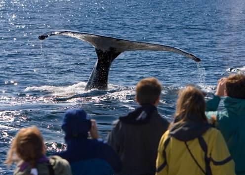 Whale Watching