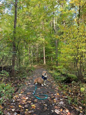 My dog at Proud Lake Recreation Area