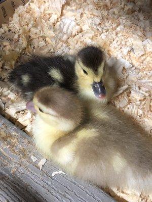 Some of our youngest Muscovy ducklings, Dark Wing and Bernard (or Bernadette)