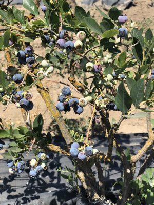 Blueberry bush