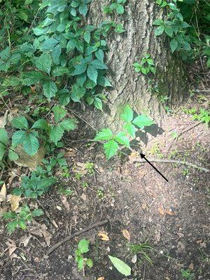 Poison Ivy!! All over every campsite!