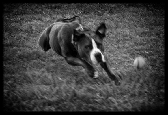 Hammie- Pitbull stride.