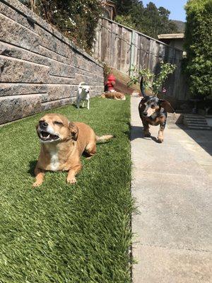 Mel letting the kids out to sunbathe.