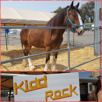 Therapy horse Kidd Rock out at Sacramento Stand Down 2018 supporting our Veterans in need