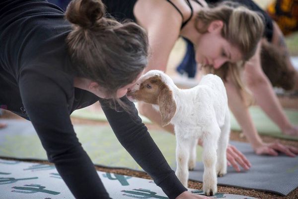 Goat Yoga at The Ball Farm