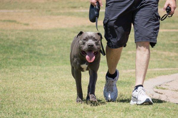 Dog Training Elite West Houston