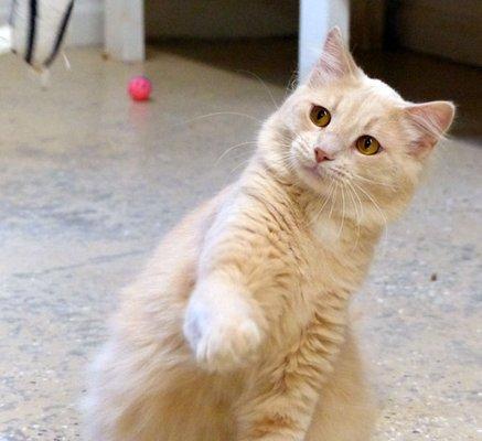 Former shelter cat, Pumpkin, playing with volunteers.