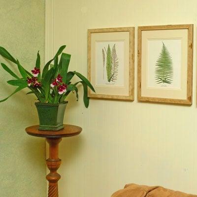 Fern Botanical Prints