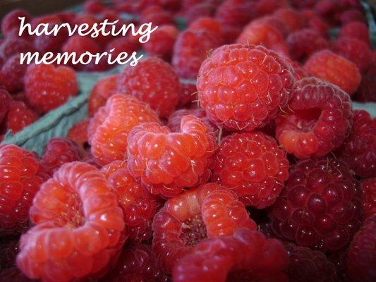 Yummy Raspberries!