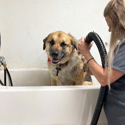 Part of our liquid-based deshedding treatment. We also use a hand held deshedding tool, but use those very sparingly to avoid discomfort.