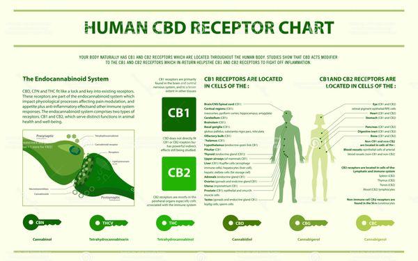 Cannabinoid Receptors in the Human Body