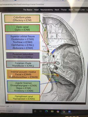 Nerves of the brain!  Our specialty for headaches, neck, jaw, and sleep problems!