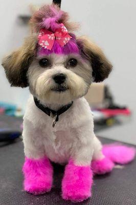 Shihtzu in a spring cut with boots. 
Berry pink ponytail, tail and boots.