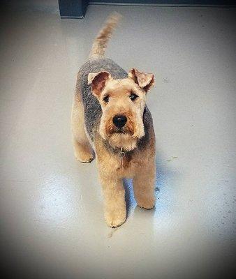 Ziggy Love the Welsh Terrier