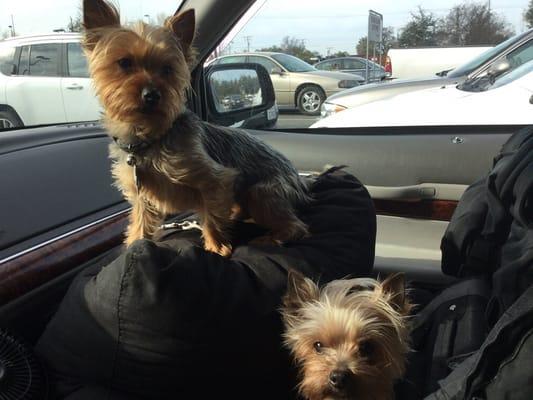 TAXI STEVE LLC and his "vicious," antiterrorist TAXI YORKIES!