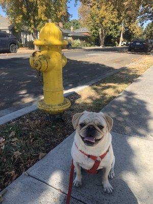 Nothing like a doggy by a fire hydrant!