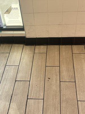 Dead roaches in the lobby