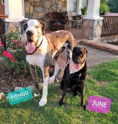 Pongo and June enjoyed their Spa Day together .