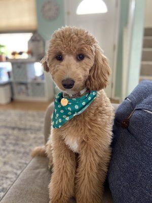 Lola after her second grooming appt