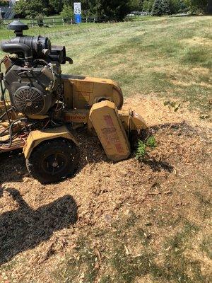 Stump Grinding