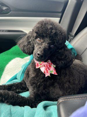 Poodle post grooming